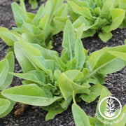 Lettuce Seeds - Leaf - Deer Tongue - Amish