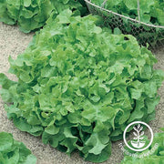 Lettuce Leaf Salad Bowl Green Seed