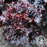 Lettuce Seeds - Leaf - Maricella
