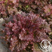 Lettuce Seeds - Leaf - Melinda