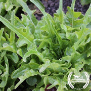 Lettuce Seeds, Leaf - Royal Oakleaf - Organic