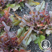 Lettuce Seeds - Leaf - Oscarde