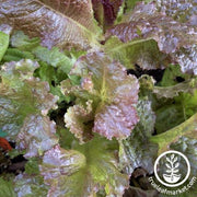 Lettuce Seeds - Leaf - Red Velvet