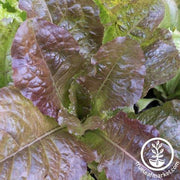 Lettuce Seeds - Leaf - Rubin