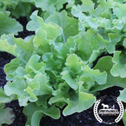 Lettuce Seeds, Leaf - Green Salad Bowl - Organic