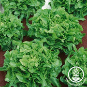 Lettuce Seeds - Leaf - Sandy AAS