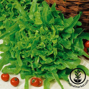 Lettuce Seeds - Leaf - Susan