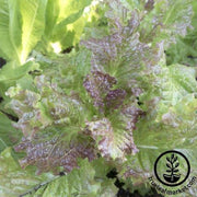 Lettuce Seeds - Leaf - Valerie