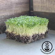 Lettuce, Romaine - Little Gem - Microgreens Seeds