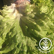 Lettuce Seeds - Crisphead - New York 12