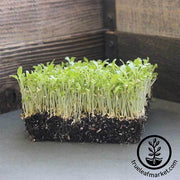 Lettuce Leaf - Prizehead - Microgreens Seeds