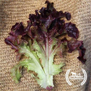 Organic Red Oakleaf Lettuce Seeds