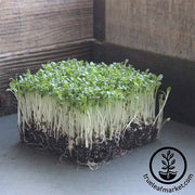 Lettuce Leaf - Red Sails - Microgreens Seeds