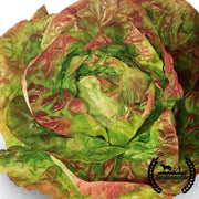 Lettuce Seeds, Romaine - Brune D'Hiver - Organic
