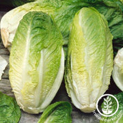 Lettuce Seeds - Romaine - Giant Caesar