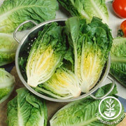 Lettuce Seeds - Romaine - Little Caesar