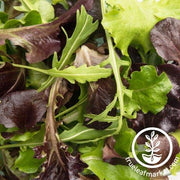 Lettuce Seeds - Spring Mix - Organic Seed Packet