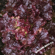 Lettuce Seeds, Leaf - Selway