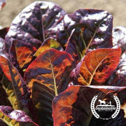 Lettuce Seeds, Romaine - Silvia - Organic