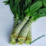 Lettuce Seeds - Summer 38 Celtuce