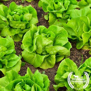 Lettuce Seeds - Summer Bibb - Organic