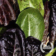Lettuce Seeds - Tricolor Romaine Blend - Organic