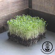 Lettuce - Waldmann's Green - Microgreens Seeds