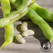 Bean - Lima - Henderson Lima Garden Seeds