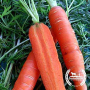Little Fingers Organic Carrot Seeds