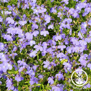 Lobelia Regatta Series Lilac Seed