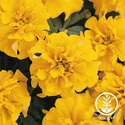 Marigold Bonanza Series Gold Seed