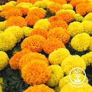 Marigold - Discovery Series - Mix