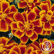Marigold Seeds - Durango Series Flame