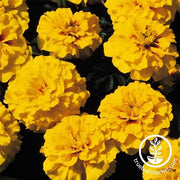 Marigold Janie Series Bright Yellow Seed