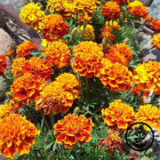 Marigold Sparky Mixture Seed
