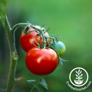 marion tomato