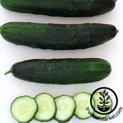 marketmore 80 cucumber