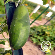 Cucumber Marketmore 76 Seed