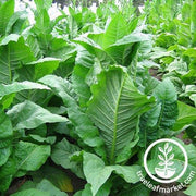 MD 609 Tobacco Seeds