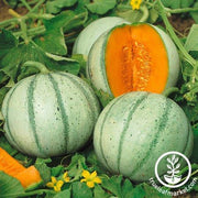 Melon Seeds - Aspire F1