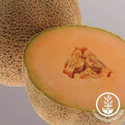 Melon Cantaloupe Ball 2076 Hybrid Seed