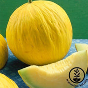 Melon Seeds - Casaba Sungold