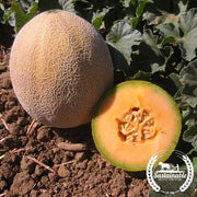 Melon Seeds - Edisto 47 - Organic