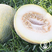 Melon Seeds - Eindor