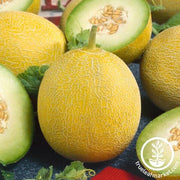 Melon Seeds - Glamorous F1 - Organic