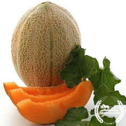 Melon Cantaloupe Hales Best Jumbo Organic