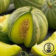 Melon Seeds - Haogen
