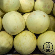 Melon Honeydew Earli Dew Hybrid treated Seed