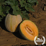 Melon Seeds - Cantaloupe - Imperial PMR 45 - Organic