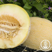 Melon Seeds - Incredible F1
